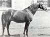 stallion Denousté 1921 ox (Arabian thoroughbred, 1921, from Latif 1903 DB)