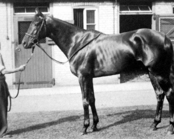 Pferd Owen Tudor xx (Englisches Vollblut, 1938, von Hyperion xx)