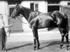 stallion Owen Tudor xx (Thoroughbred, 1938, from Hyperion xx)