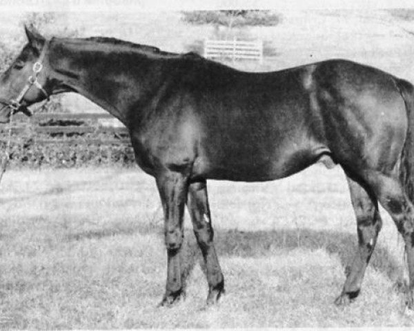 stallion Cyane xx (Thoroughbred, 1959, from Turn-To xx)