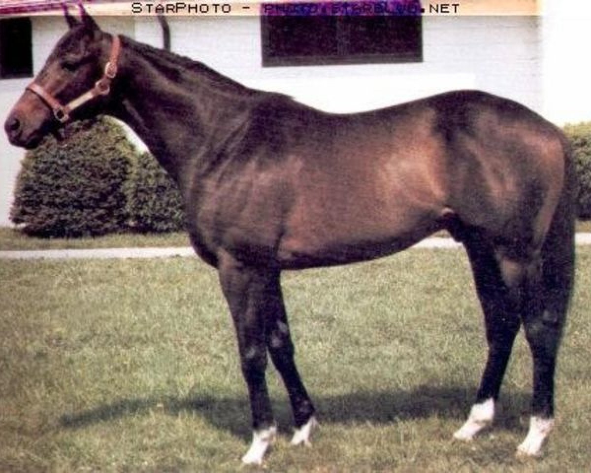 stallion Smarten xx (Thoroughbred, 1976, from Cyane xx)