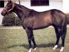 stallion Smarten xx (Thoroughbred, 1976, from Cyane xx)