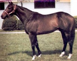 stallion Smarten xx (Thoroughbred, 1976, from Cyane xx)