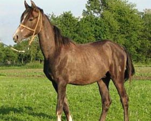 Pferd 398 Siglavy Sheikh 2007 ShA (Shagya-Araber, 2007, von 96 Siglavy Khan 1987 ShA)