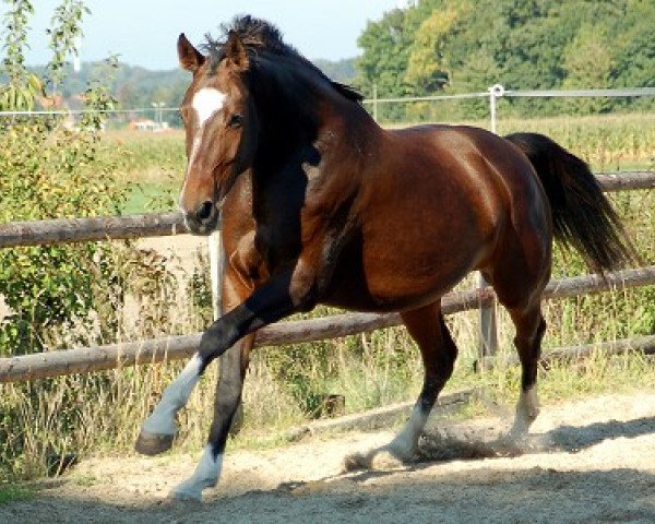 Pferd Wind Lady (Westfale, 2004, von Wind Dancer)