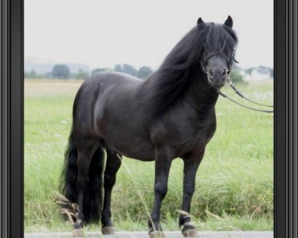 stallion Pino van de Mulder (Shetland Pony, 2000, from Libero W van de Hertraksestraat)