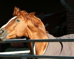 dressage horse Ridley (Oldenburg, 1998, from Rubino Rosso)