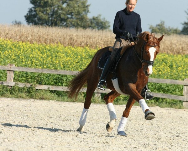 dressage horse A Colori (Westphalian, 2004, from Abanos)