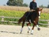 dressage horse A Colori (Westphalian, 2004, from Abanos)