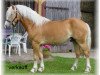 dressage horse Struwelpeter (Haflinger, 2000, from Sturmboee)