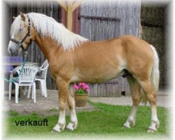 dressage horse Struwelpeter (Haflinger, 2000, from Sturmboee)