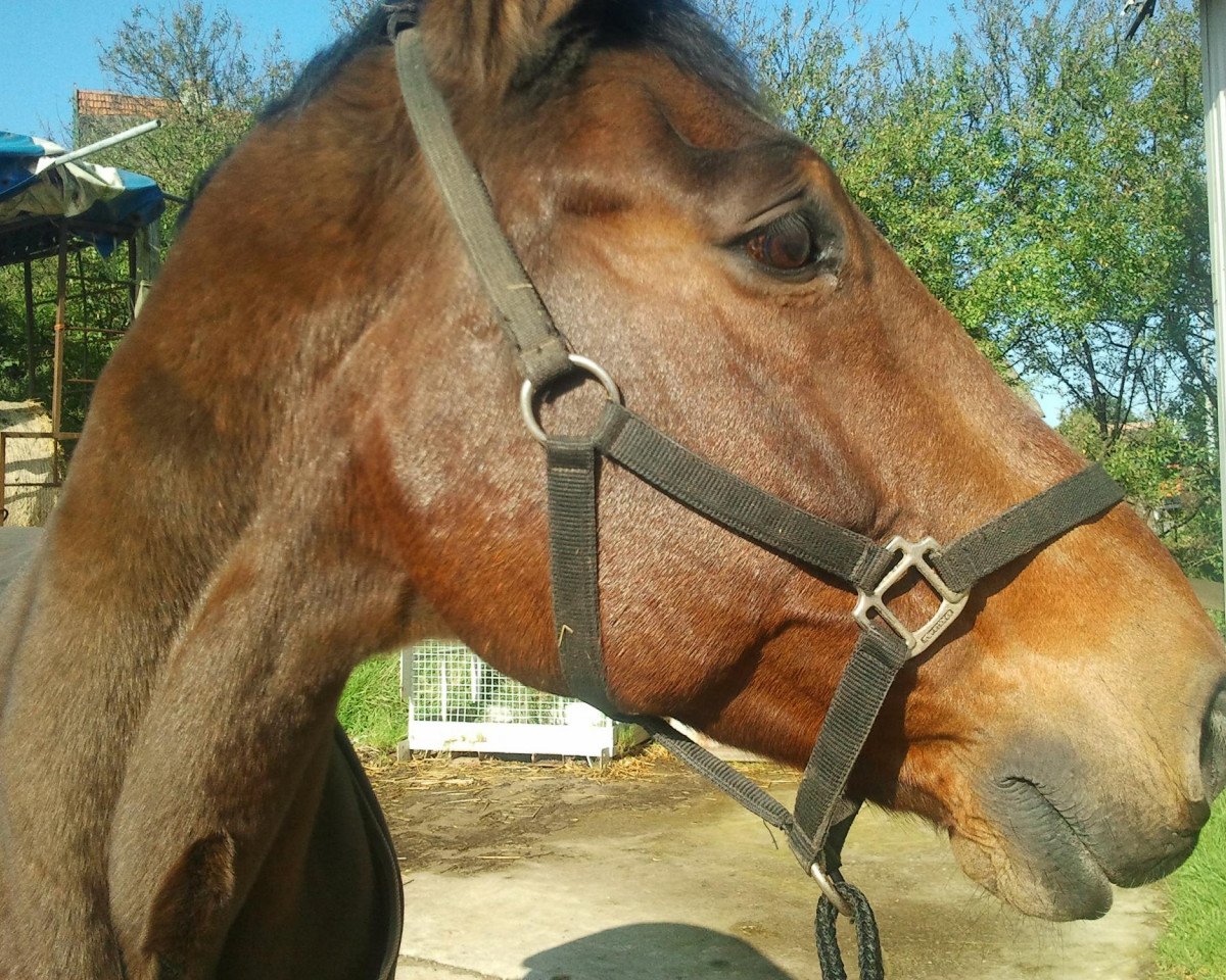 horse Markgraf 36 (Holsteiner, 1990, from Mentor)