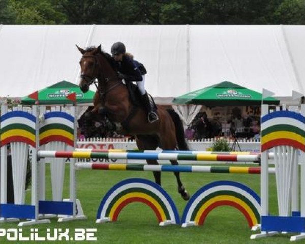 horse Belladonna du Pachis (Belgium Sporthorse, 2007, from Kashmir van't Schuttershof)