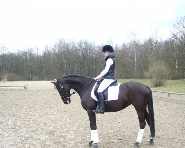 Dressurpferd Sunny (Westfale,  , von Sir Bedo)