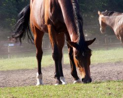 Dressurpferd Equitana (Westfale, 1995, von Ehrentanz I)