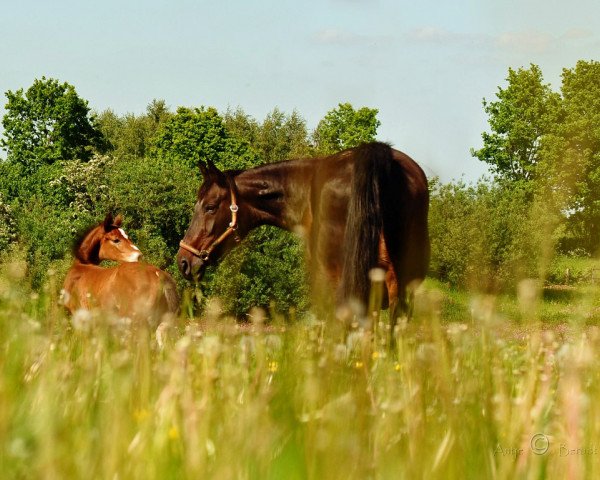 Zuchtstute Erbin B (Holsteiner, 1990, von Aloube Z)