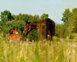 broodmare Erbin B (Holsteiner, 1990, from Aloube Z)