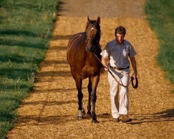 stallion El Gran Senor xx (Thoroughbred, 1981, from Northern Dancer xx)