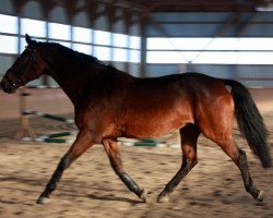 broodmare Nigrante (KWPN (Royal Dutch Sporthorse), 1995, from Libero H)