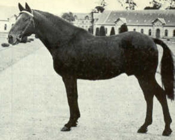 stallion Herquemoulin (Anglo-Norman, 1951, from Fra Diavolo xx)