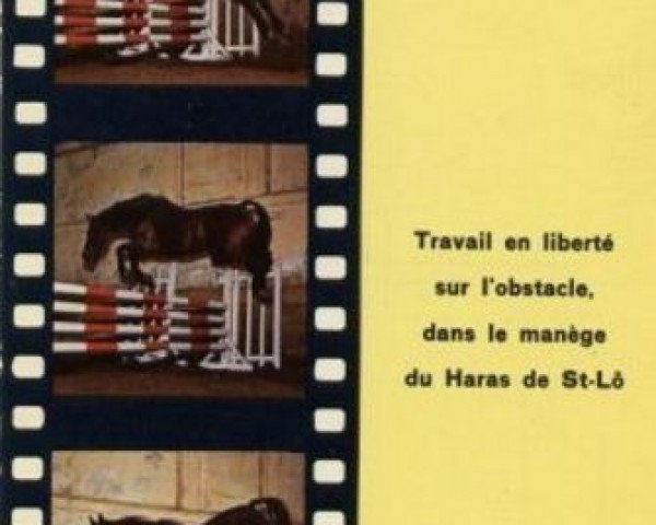 stallion Beau Manoir (Selle Français, 1967, from Herquemoulin)