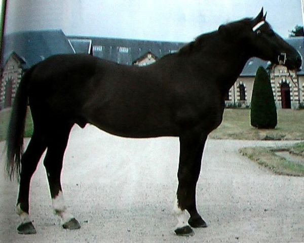 stallion Incitatus (Selle Français, 1974, from Beau Manoir)