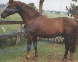 stallion Friedericus Rex (Hanoverian, 1978, from Furioso II)