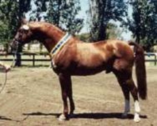 stallion Gragenit (Oldenburg, 1989, from Grannus)