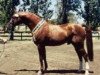 stallion Gragenit (Oldenburg, 1989, from Grannus)