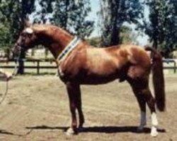 stallion Gragenit (Oldenburg, 1989, from Grannus)