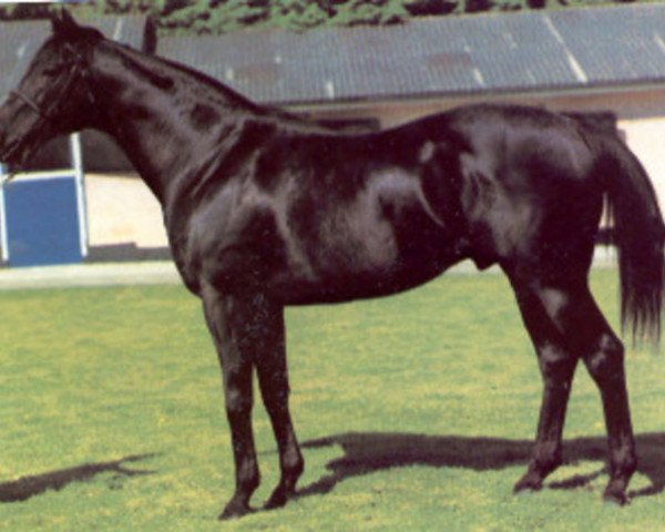 stallion Home Guard xx (Thoroughbred, 1969, from Forli xx)