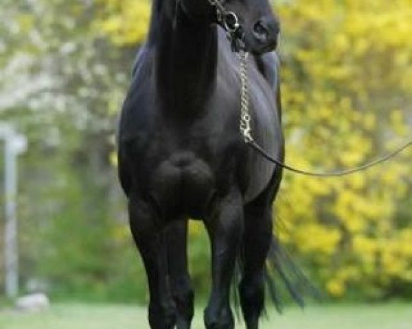 horse Luigi xx (Thoroughbred, 1985, from Home Guard xx)
