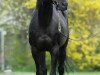 stallion Luigi xx (Thoroughbred, 1985, from Home Guard xx)
