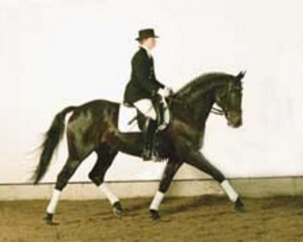 stallion Salute xx (Thoroughbred, 1991, from Luigi xx)