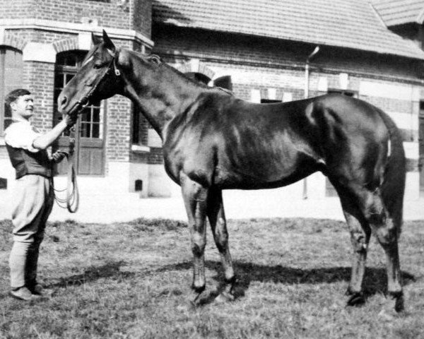stallion Donatello II xx (Thoroughbred, 1934, from Blenheim II xx)