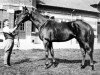 stallion Donatello II xx (Thoroughbred, 1934, from Blenheim II xx)