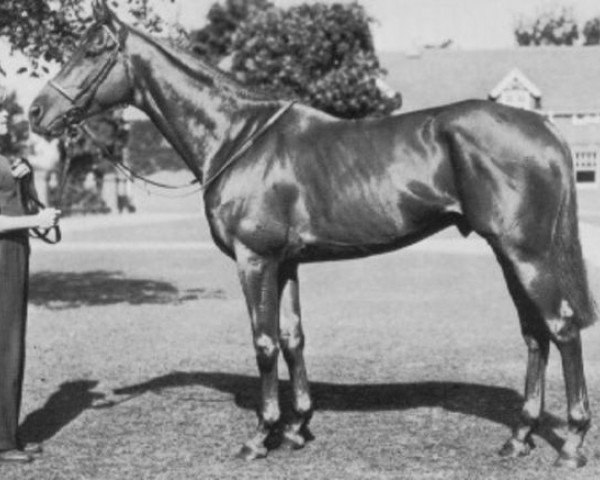 stallion Alycidon xx (Thoroughbred, 1945, from Donatello II xx)