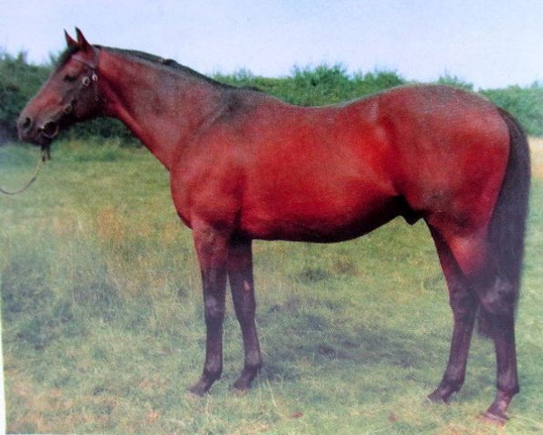 stallion Kalydon xx (Thoroughbred, 1956, from Alycidon xx)