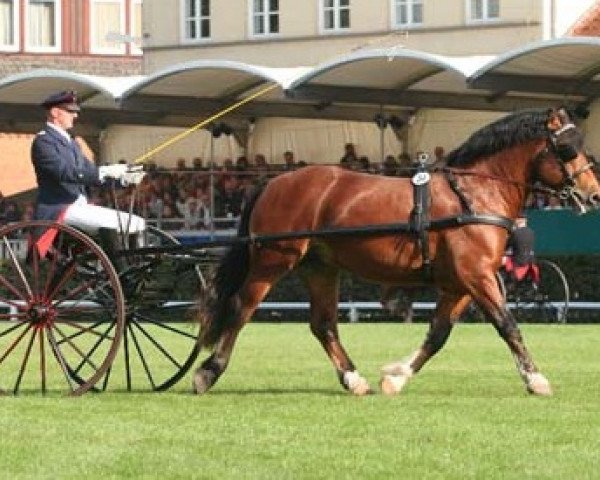 horse Dukat (Freiberger, 2005, from Darius)