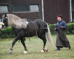 Deckhengst Westerland (Schwarzwälder Kaltblut, 2005, von Wario)