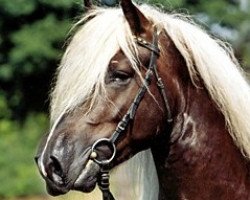 stallion Don Olewo (Black Forest Horse, 2001, from Donnergroll)