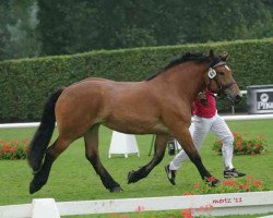 broodmare Holly (Rhenish-German Cold-Blood, 2008, from Friedhelm)