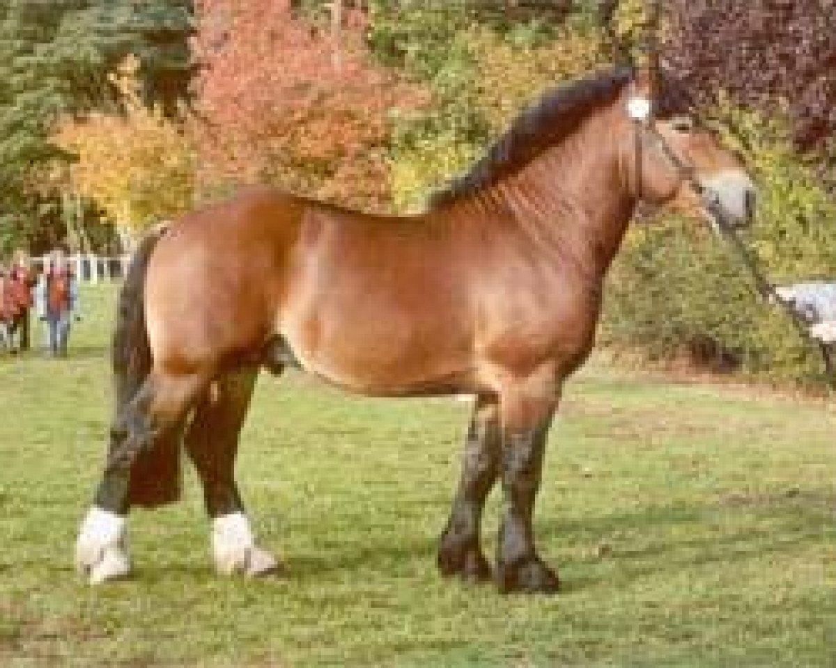 stallion Heidjer (Rhenish-German Cold-Blood, 2004, from Heron)