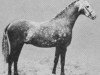 stallion Bwlch Hill Wind (Welsh Partbred, 1963, from Bwlch Zephyr)