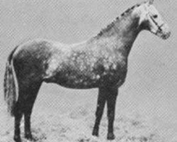 stallion Bwlch Hill Wind (Welsh Partbred, 1963, from Bwlch Zephyr)