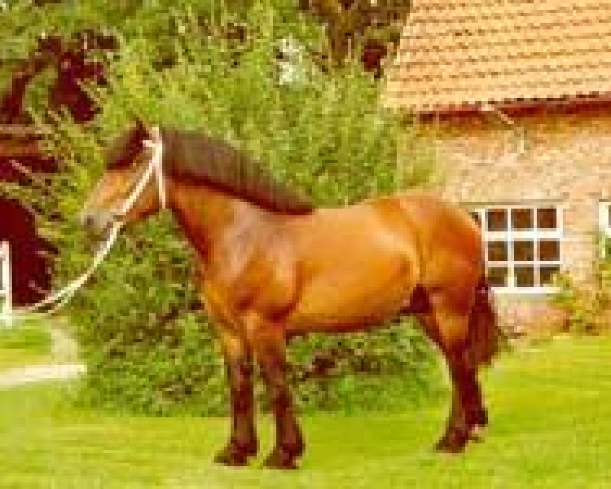 stallion Heron (Rhenish-German Cold-Blood, 1998, from Hoppeditz)