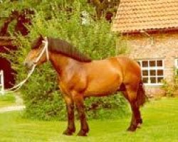 stallion Heron (Rhenish-German Cold-Blood, 1998, from Hoppeditz)