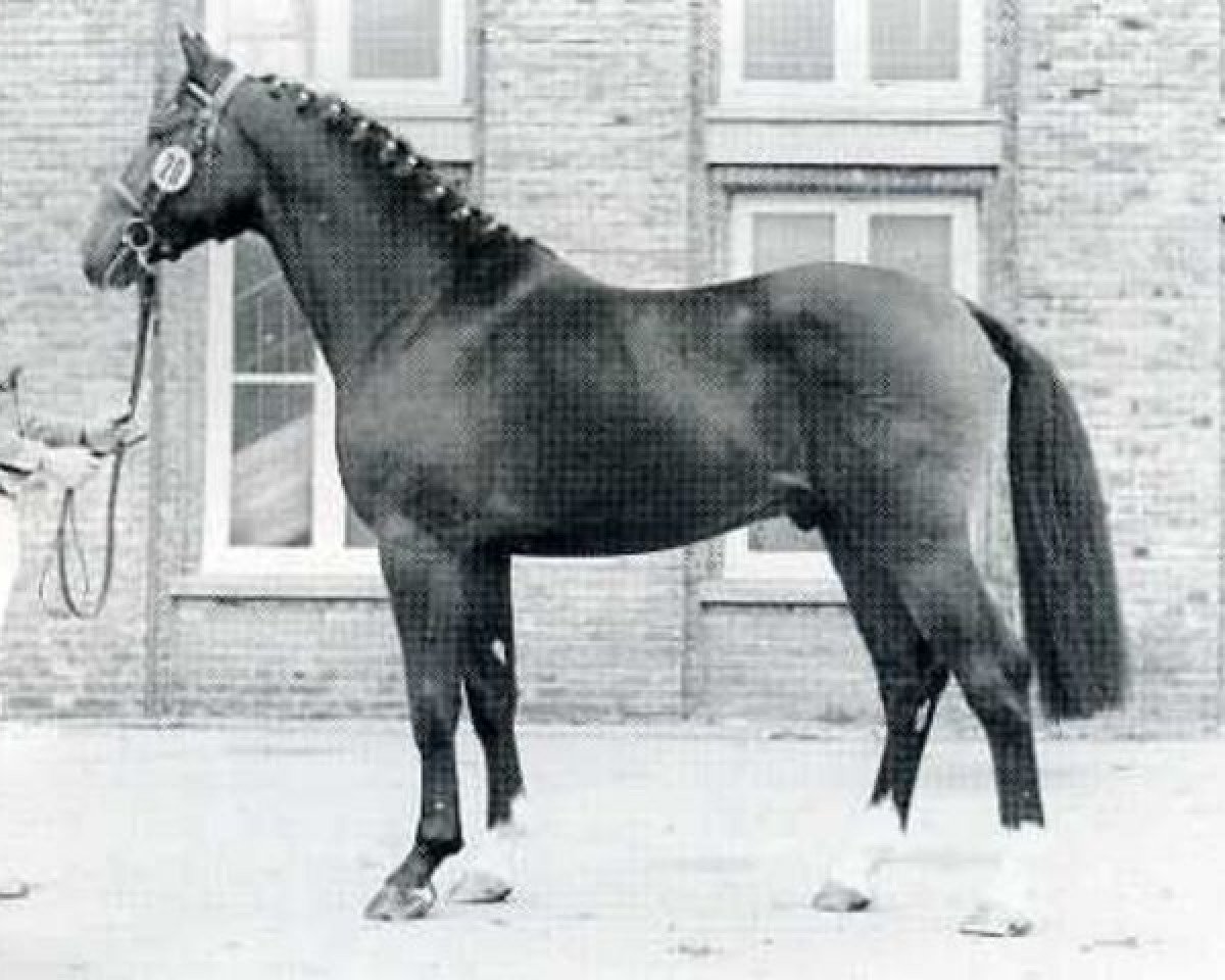 Deckhengst Flamingo (Holsteiner, 1975, von Fasolt)