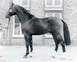 stallion Flamingo (Holsteiner, 1975, from Fasolt)