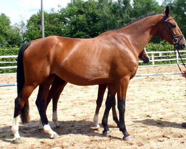 broodmare Akelaide (German Warmblood, 2007, from Acorath)